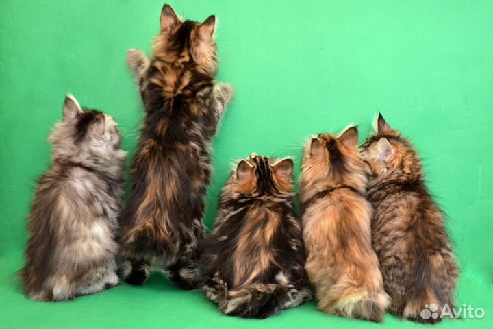 Котята от Чемпиона Мира