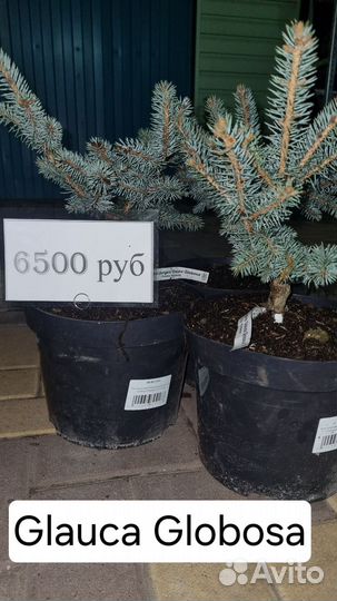 Ель глаука глобоза