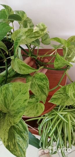 Сингониум Ред Харт, сциндапсус Марбл Квин