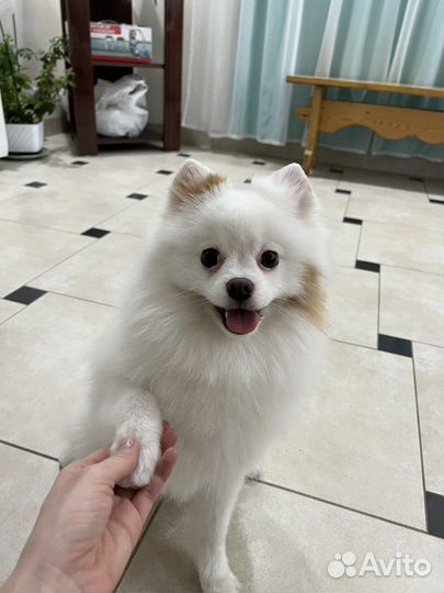 Малый немецкий шпиц вязка