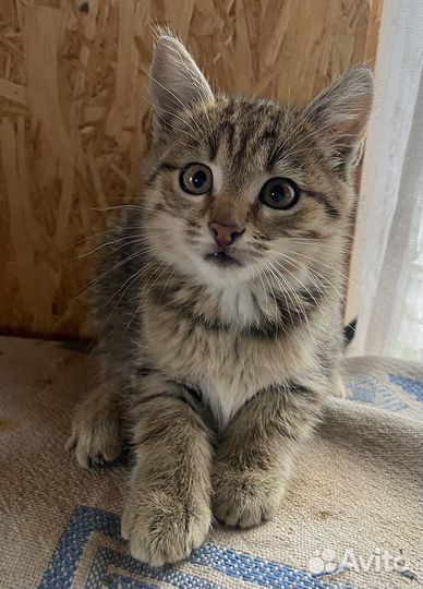 Кошка в дар бесплатно