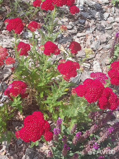 Тысячелистник