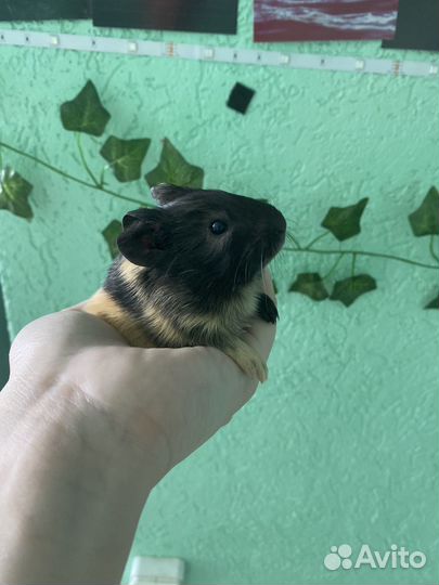 Морские свинки