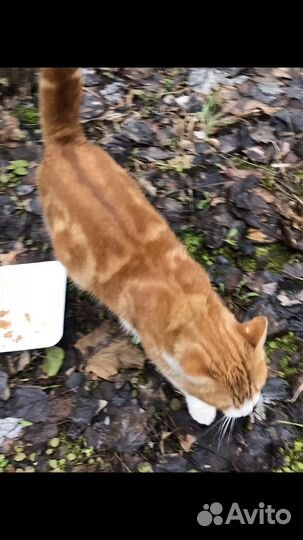 Котик окраса рыжий мраморный бенгал в дар бесплат