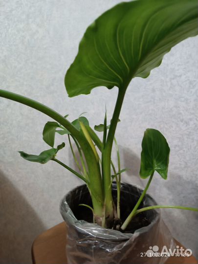 Калла эфиопская (отростки)