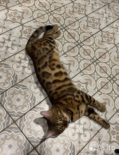 Бенгальский кот