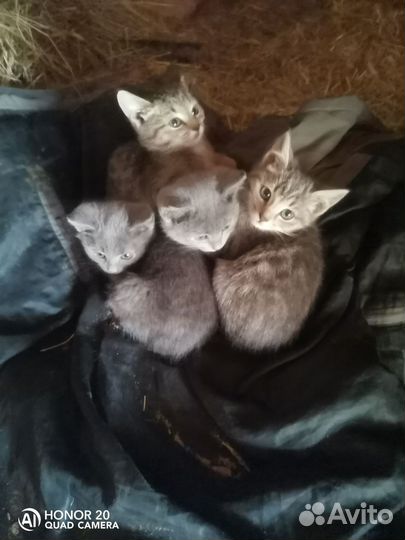 Котятки в добрые руки