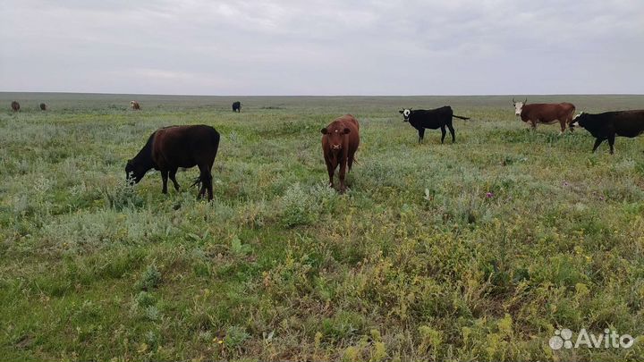 Степные телки