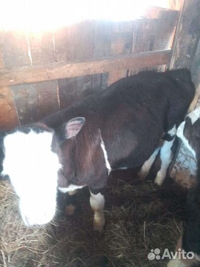 Телочки и бычки