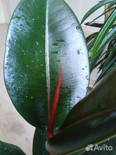 Фикус черный принц