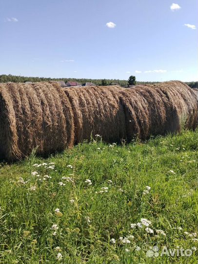 Продам сено в рулонах