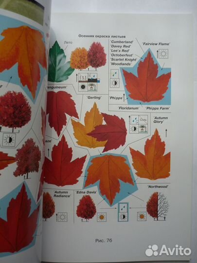 Т.Н. Встовская Декоративные формы клена рекоменду