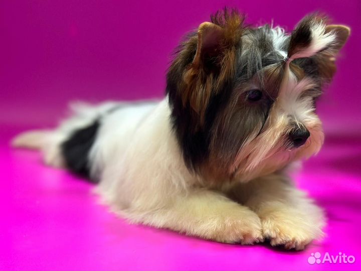 Щенки бивер йорка девочка
