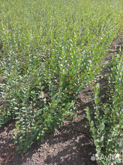 Кизильник/живая изгородь