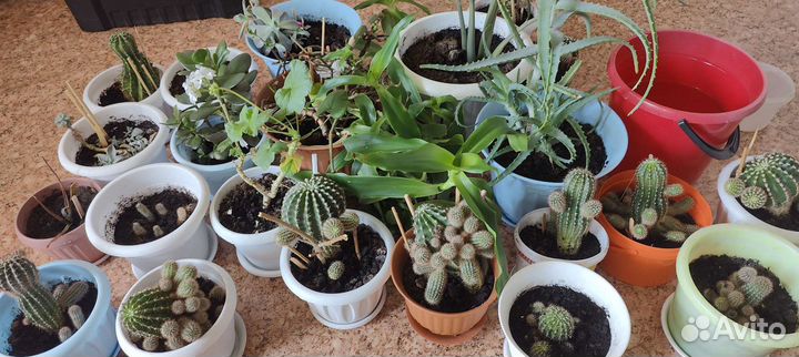 Кактус/комнатные растения