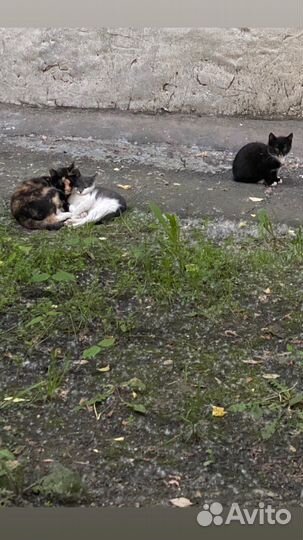 Котята в добрые руки