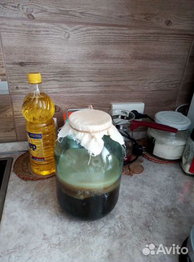 Чайный гриб