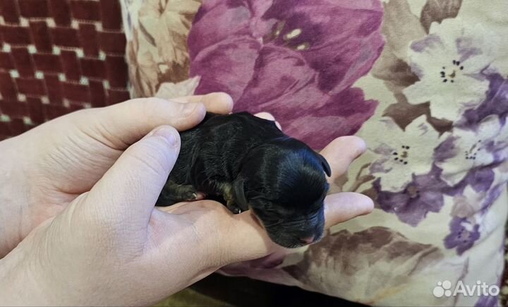 Чистокровные щенки таксы