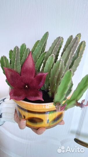 Суккуленты, кактусы