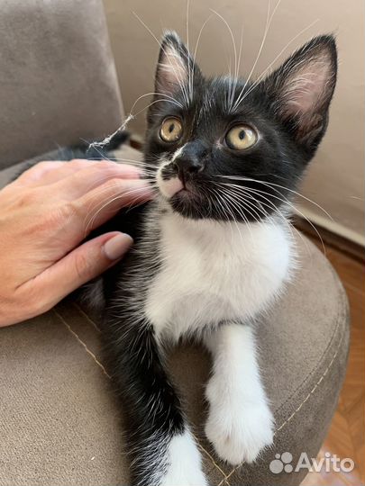 Чудесный котенок в добрые руки)