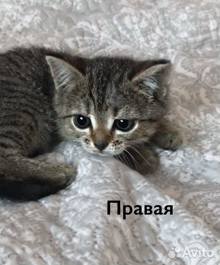 Котята табби