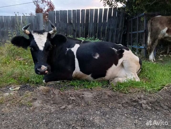 Корова дойная