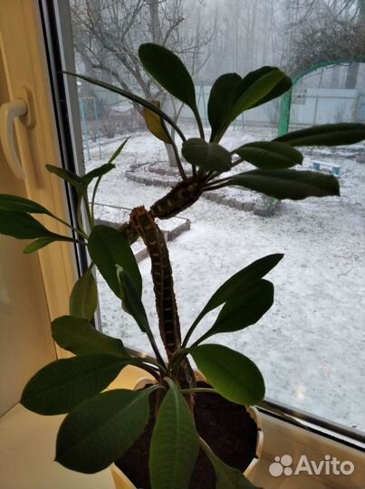 Комнатный молочай