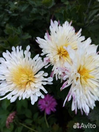 Ирисы карликовые, хризантемы