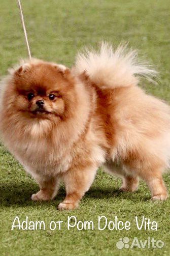 Шпиц для вязки