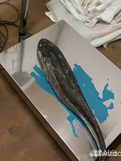 Налим Ямальский. Свежемороженый