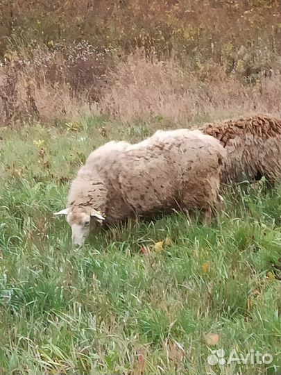 Овцы баран