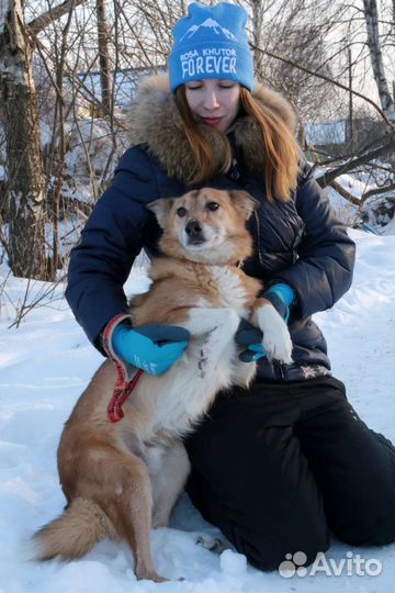 Собака в добрые руки