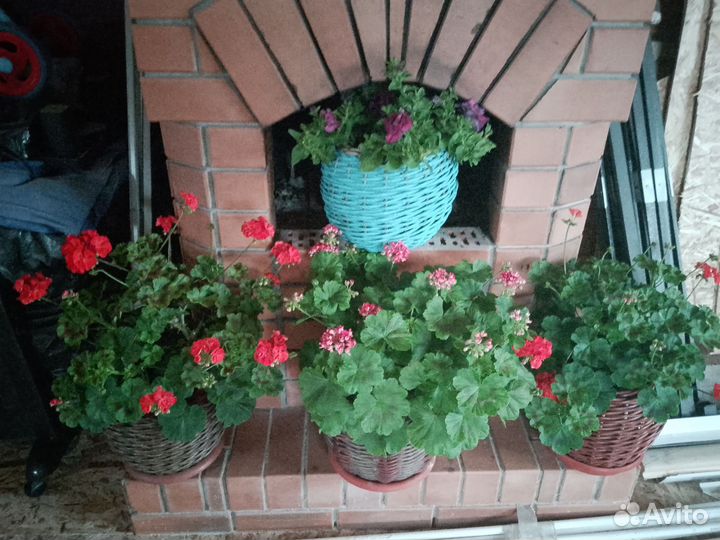 Герань пеларгония