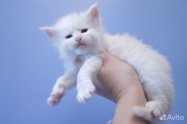 Мейн-кун котик белый солид.Резервирование