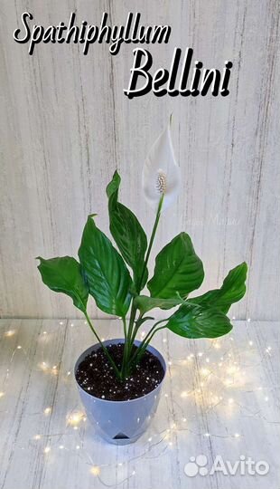 Спатифиллум Беллини