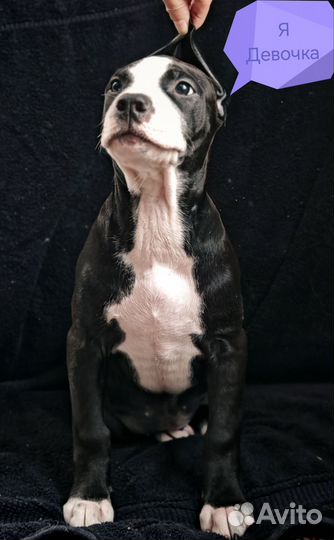 Щенки питбульки из питомника