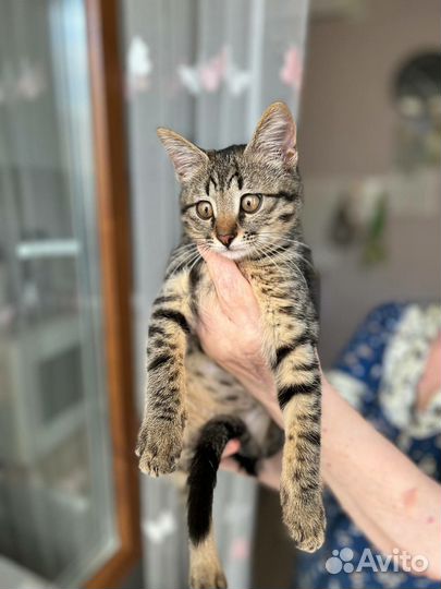 Котенок Кузьма ищет дом