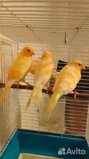 Канарейки