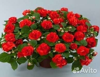 Бальзамины махровые в стаканчиках