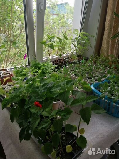 Рассада однолетних цветов