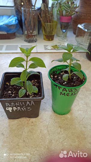 Гортензия Фрайз Мельба и другие