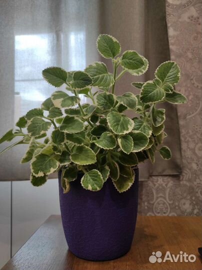 Мята комнатная сортовая плектрантус