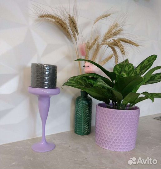 Цветок комнатный Аглонема