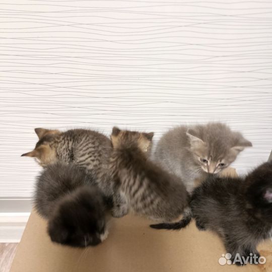 Отдам котят в добрые руки