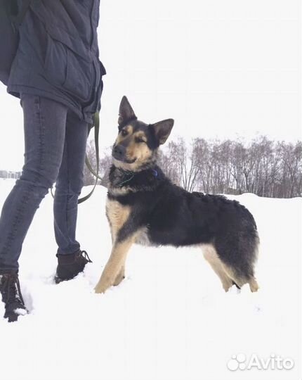 Красотка Роза хочет домой