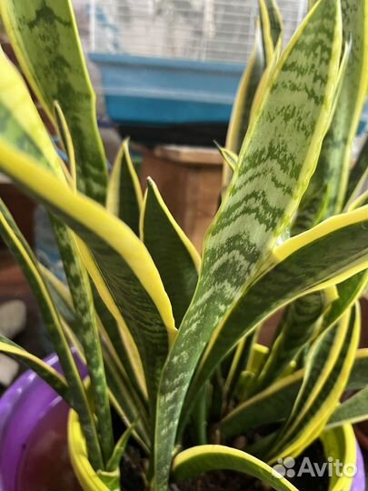 Комнатные растения: Сансевиерия. Сциндапсус