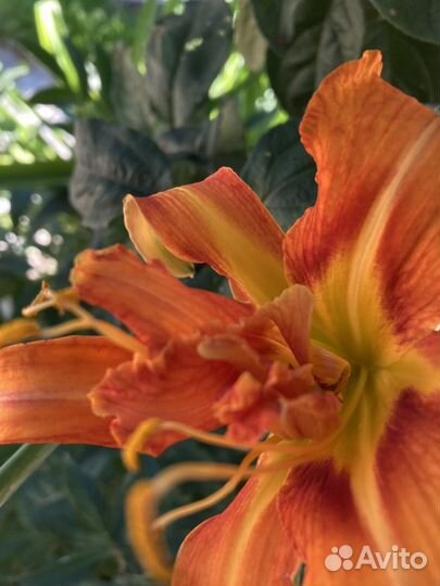 Лилии лилейники