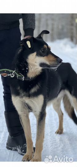 Умная собака в добрые руки