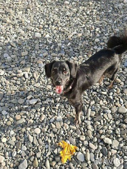 Собачка в добрые руки