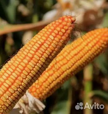 Семена кукурузы Пионер П9874